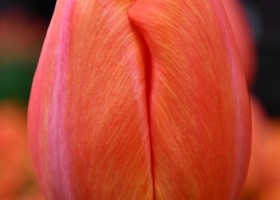 Tulipa Orange Ninja ® (4)